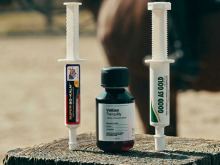 Een nerveus paard op wedstrijd? Zo ondersteun je jouw paard bij kortdurende stress.