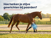 Hoe herken je stijve gewrichten bij paarden?