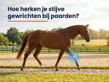 Hoe herken je stijve gewrichten bij paarden?