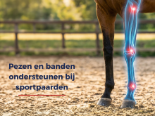 Pezen en banden ondersteunen bij sportpaarden