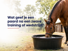 Wat geef je een paard na een zware training of wedstrijd?