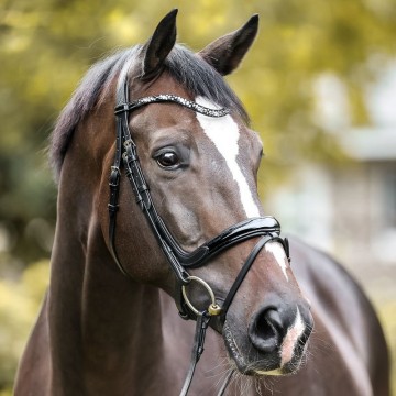 Kavalkade hoofdstel Ivana