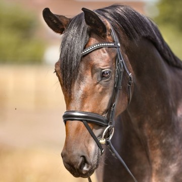 Kavalkade hoofdstel Diana zwart