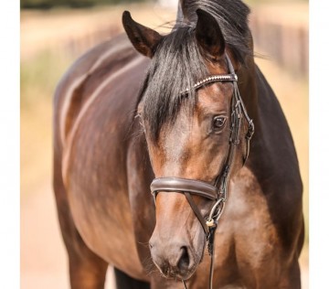 Kavalkade hoofdstel Diana bruin