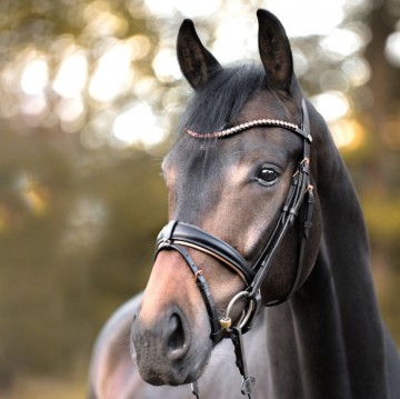 Kavalkade hoofdstel Rose gold