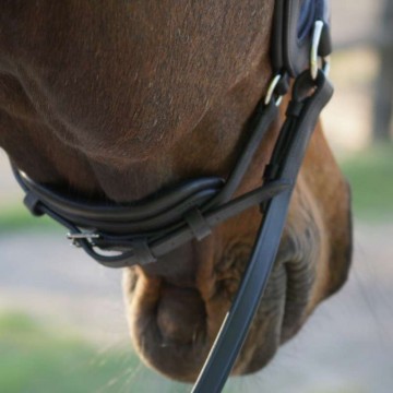 Kavalkade bitloos hoofdstel Light