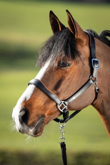 HFI leren halster Two Tone zwart / cognac