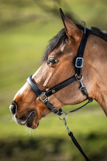 HFI leren halster Two Tone zwart / blauw