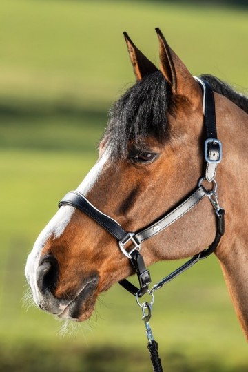 HFI leren halster Two Tone Zwart / wit