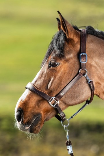 HFI leren halster Two Tone bruin / cognac