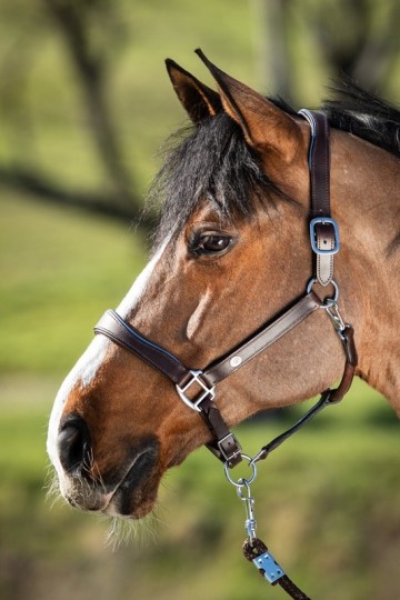 HFI leren halster Two Tone bruin / blauw