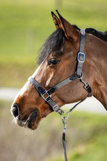 HFI halsterset Smart