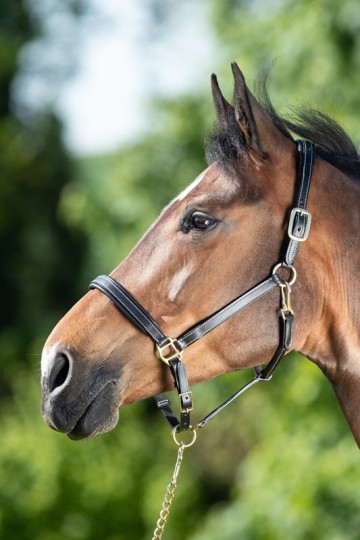 HFI halster Fine zwart