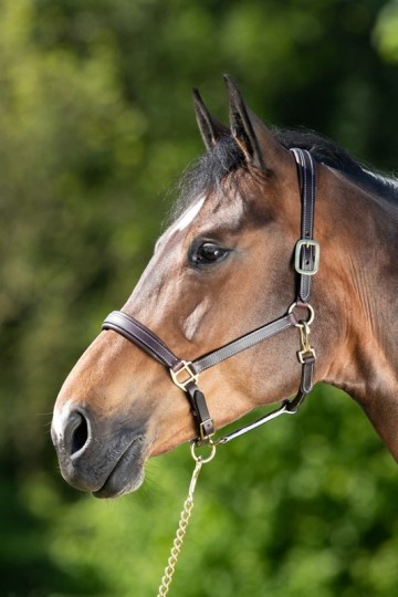 HFI halster Fine bruin