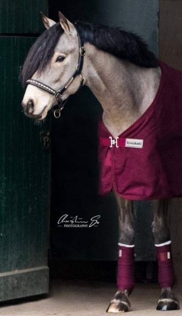 Bordeaux fleece bandages