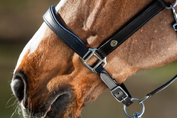 HFI leren halster Two Tone zwart / blauw