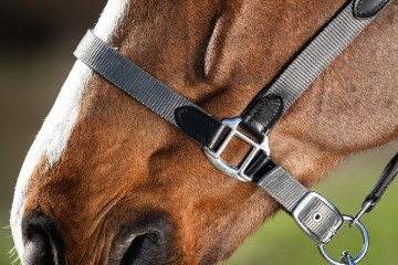 HFI halsterset Smart