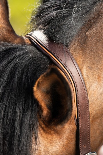 HFI leren halster Two Tone