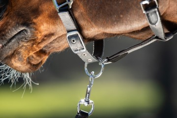 HFI halsterset Smart