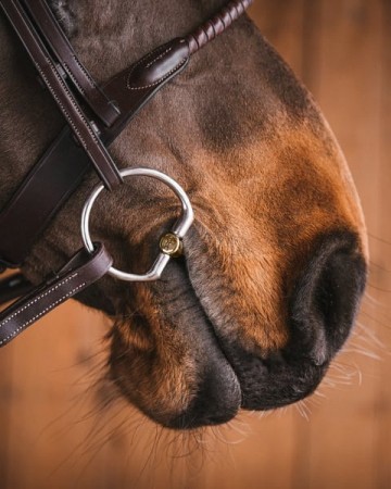 Bustrens Axel Sweet Gold, logo right side