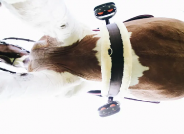 Kentucky singel met imitatiewol bruin / naturel