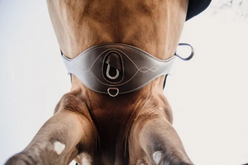 Kentucky anatomische singel