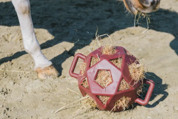 Kentucky Relax Hooi & Speel bal bordeaux