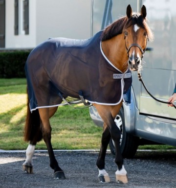Amigo net cooler horse