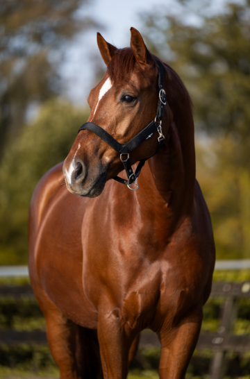 HG anatomisch halster