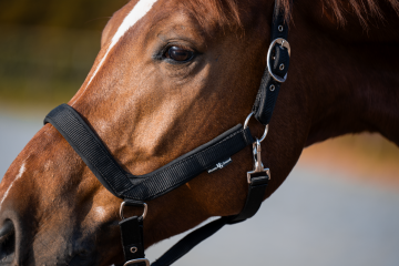 HG anatomisch halster