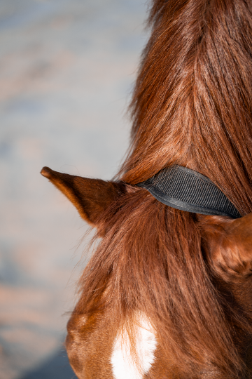 HG anatomisch halster