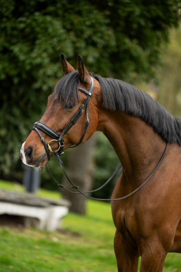 HFI hoofdstel Edges met lak