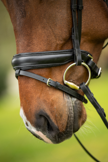 HFI hoofdstel Edges met lak