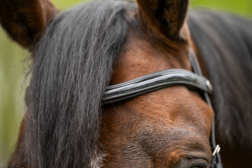 HFI hoofdstel Edges met lak