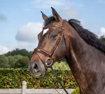 Dyon hoofdstel bruin