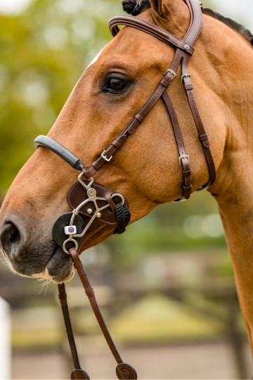 TRUST hackamore beschermers