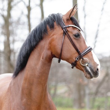 Rondgenaaid hoofdstel Florina bruin