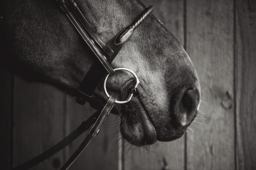 Fager bit Maria logo rechts