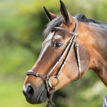 HFI hoofdstel met lage neusriem