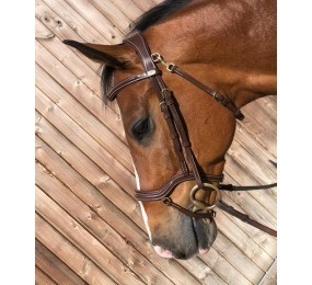 Hfi bridle techno 1
