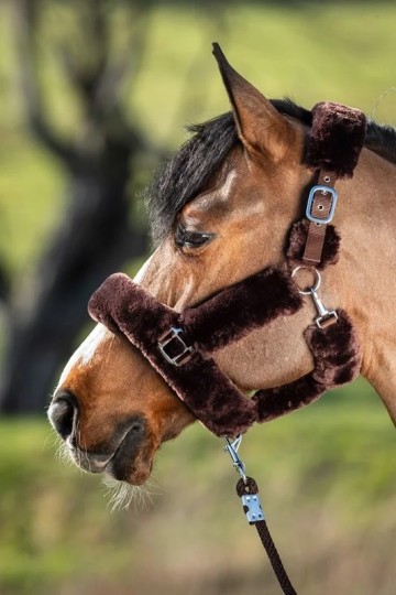 Hfi transporthalster bruin