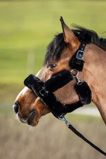 Hfi transporthalster zwart