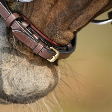 HFI hoofdstel lage neusriem