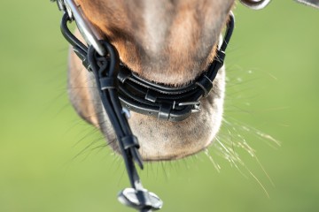 HFI hoofdstel lage neusriem