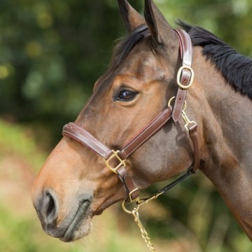 HFI halster Grooming