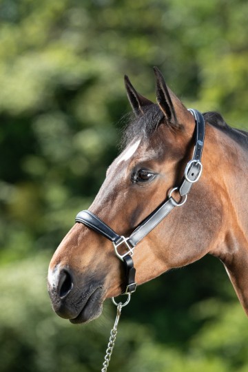 HFI halster Grooming