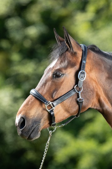 HFI halster Grooming