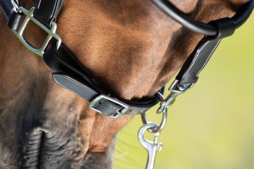 HFI halster Grooming