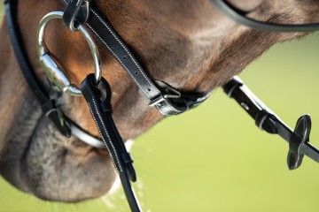 HFI hoofdstel Anatomic