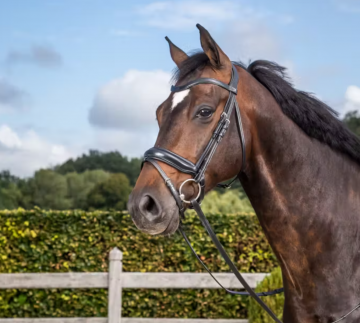 Hoofdstel met matte medium crank neusriem en sperriem1